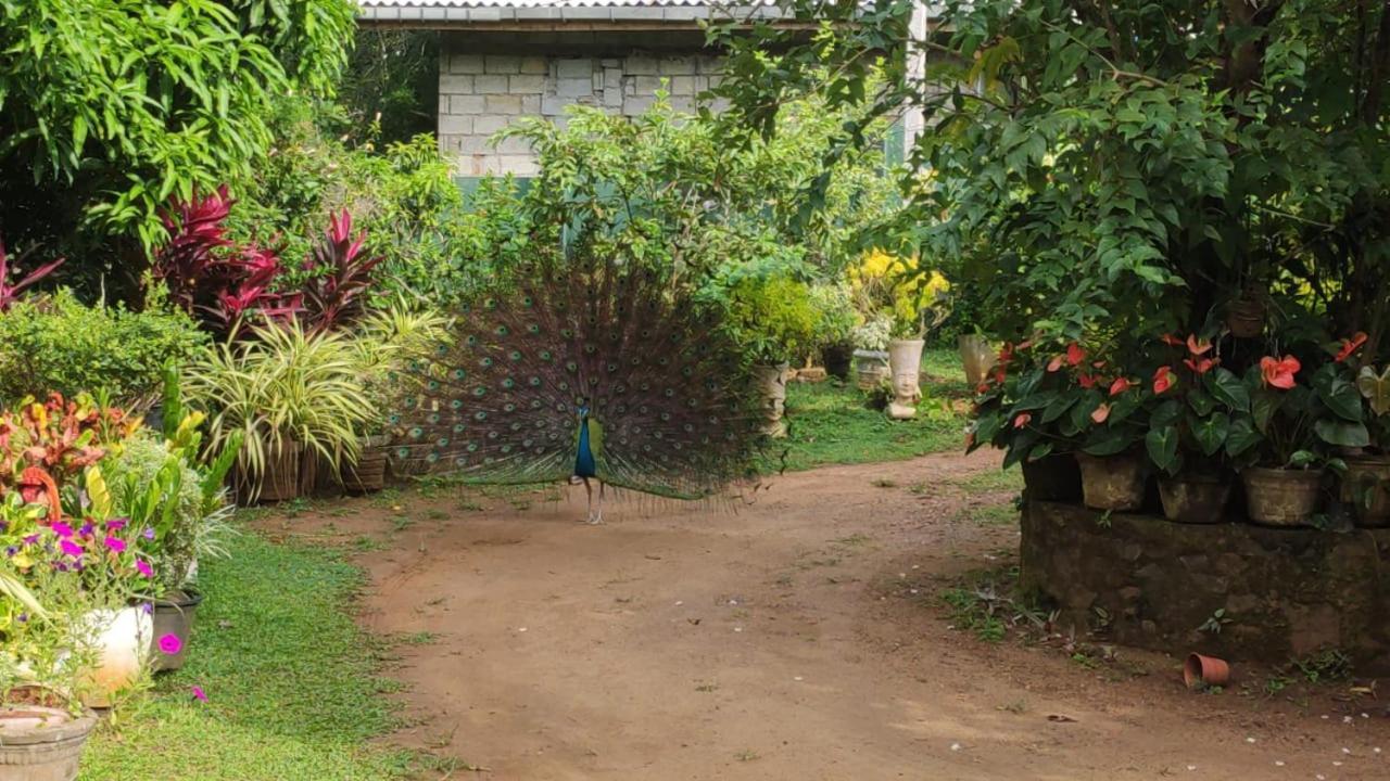 Bird House Villas Тангалла Экстерьер фото