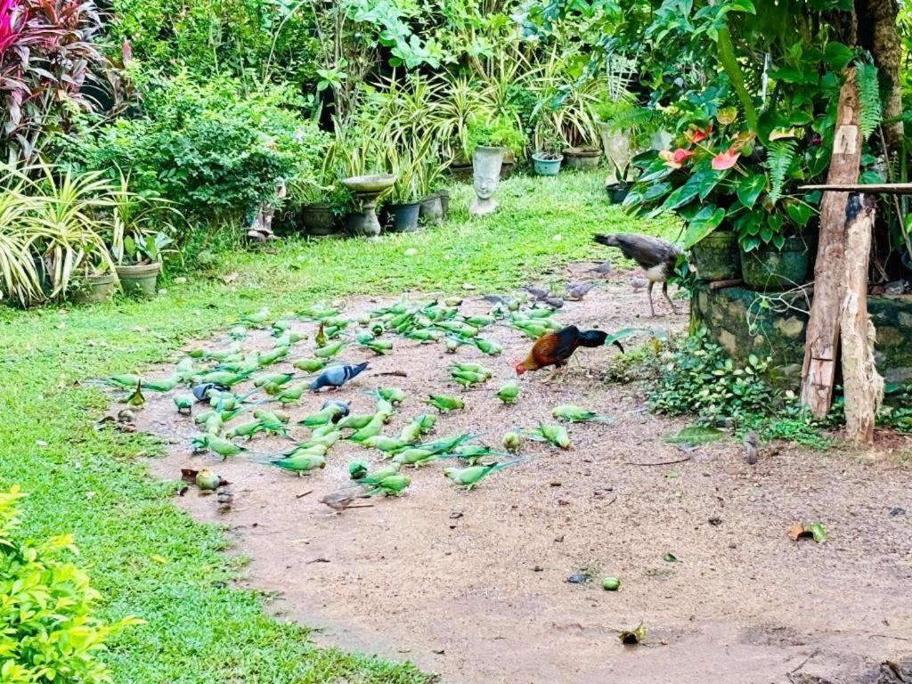 Bird House Villas Тангалла Экстерьер фото